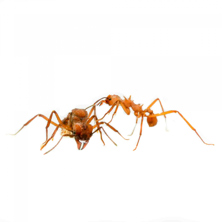 1004964_acromyrmex echimatior_ arbeiten und konigin 2.jpeg